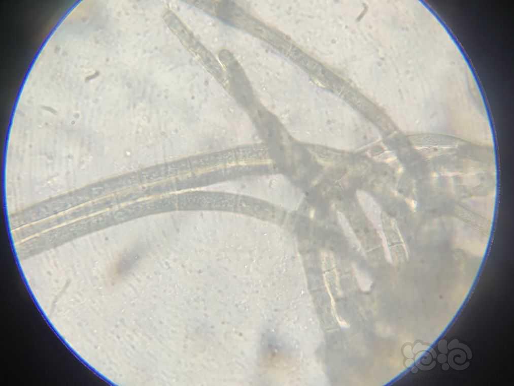 显微镜下的水藻（黑毛藻）-图4