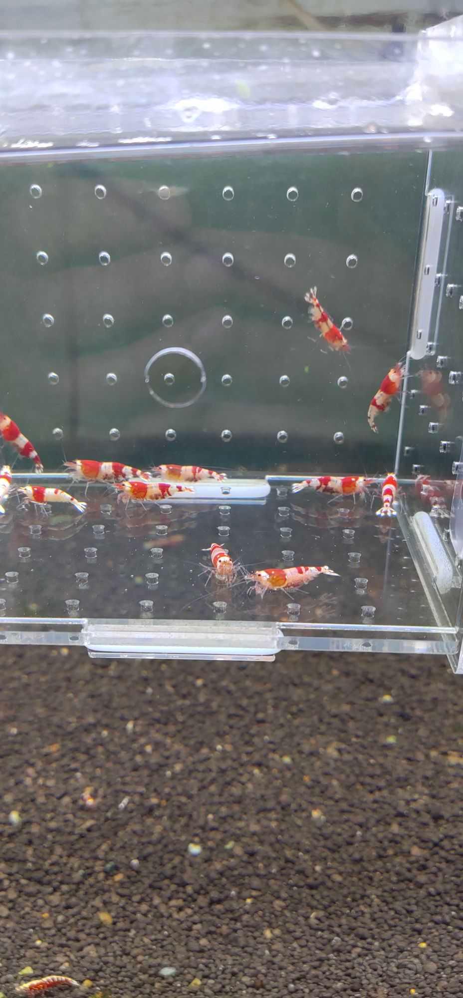 【虾】2022－4－11日#RMB拍卖红白13只一组-图4