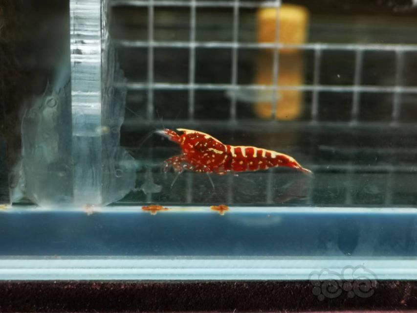 【虾】2022-4-22#RMB拍卖#红银河水晶虾一份3只-图4