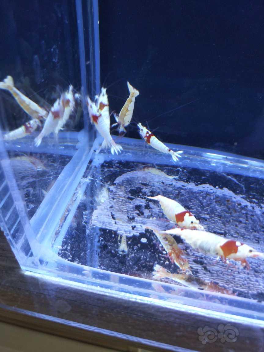 【水晶虾】出红白水晶虾成年虾（辉煌，白躯）-图1