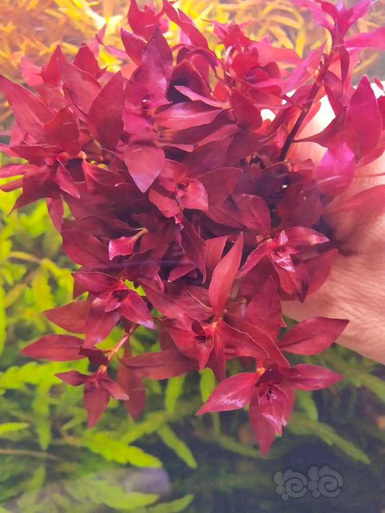 处理一些紫红丁香-图1