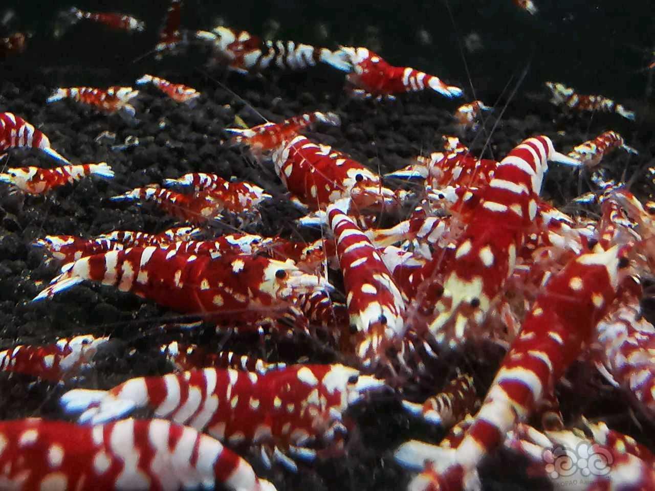 【水晶虾】江苏附近清缸出太极红花虎、红白-图3