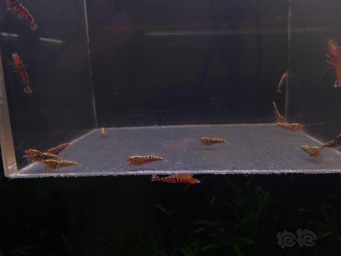 【虾】2022-04-27#RMB拍卖红星钻苗20只-图1