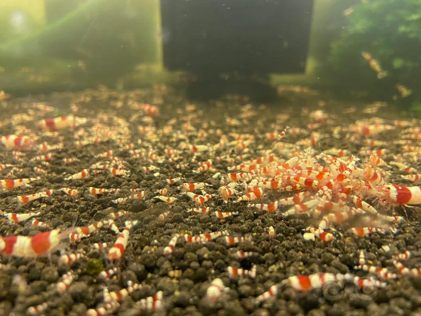 【水晶虾】自己繁殖的红白水晶虾苗-图1