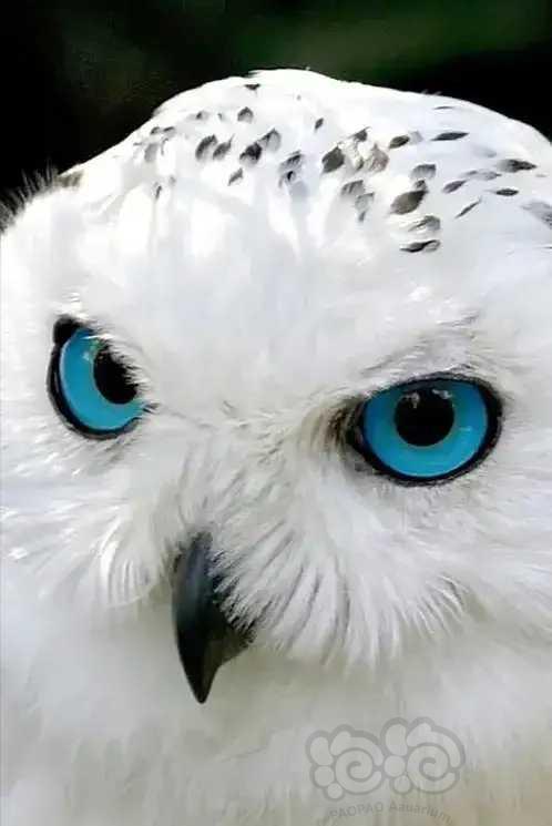 赏微距稀珍萌鸟，蓝色灵动的眼神，美妙瞬间摄影-图1