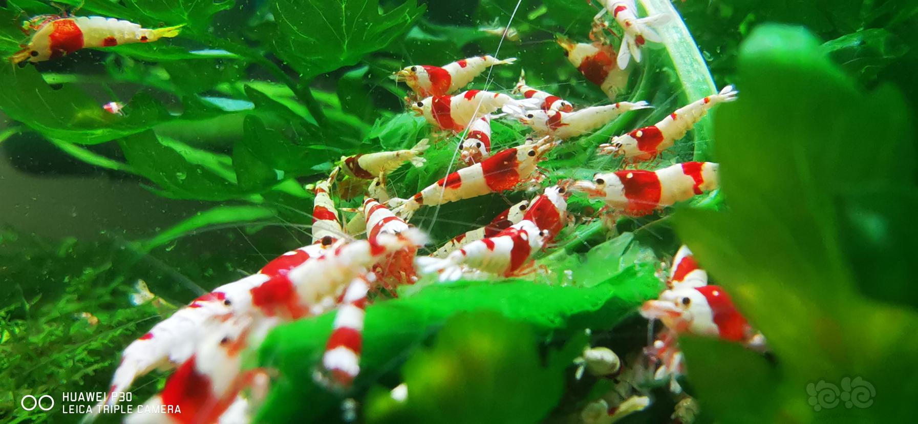 乌鲁木齐出红白水晶虾-图1