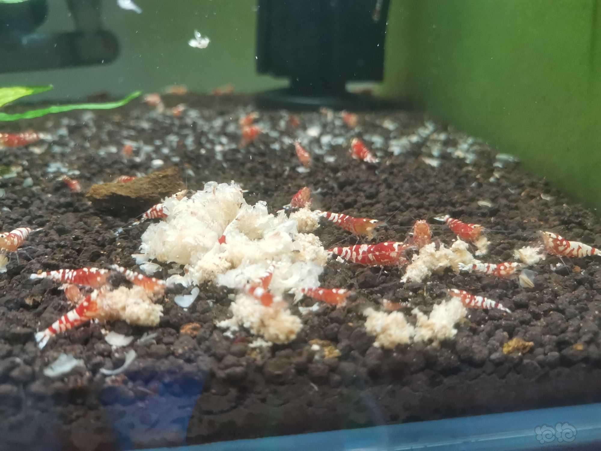 【水晶虾】出红白水晶虾红，银河水晶虾-图7