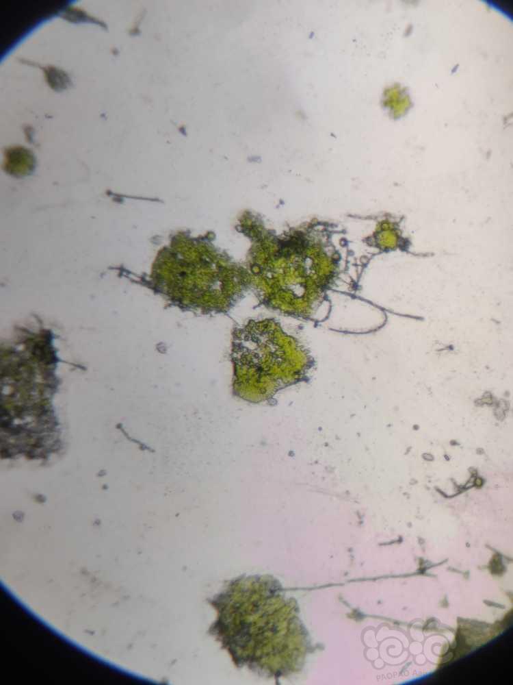 显微镜下的水藻（绿斑藻）-图2