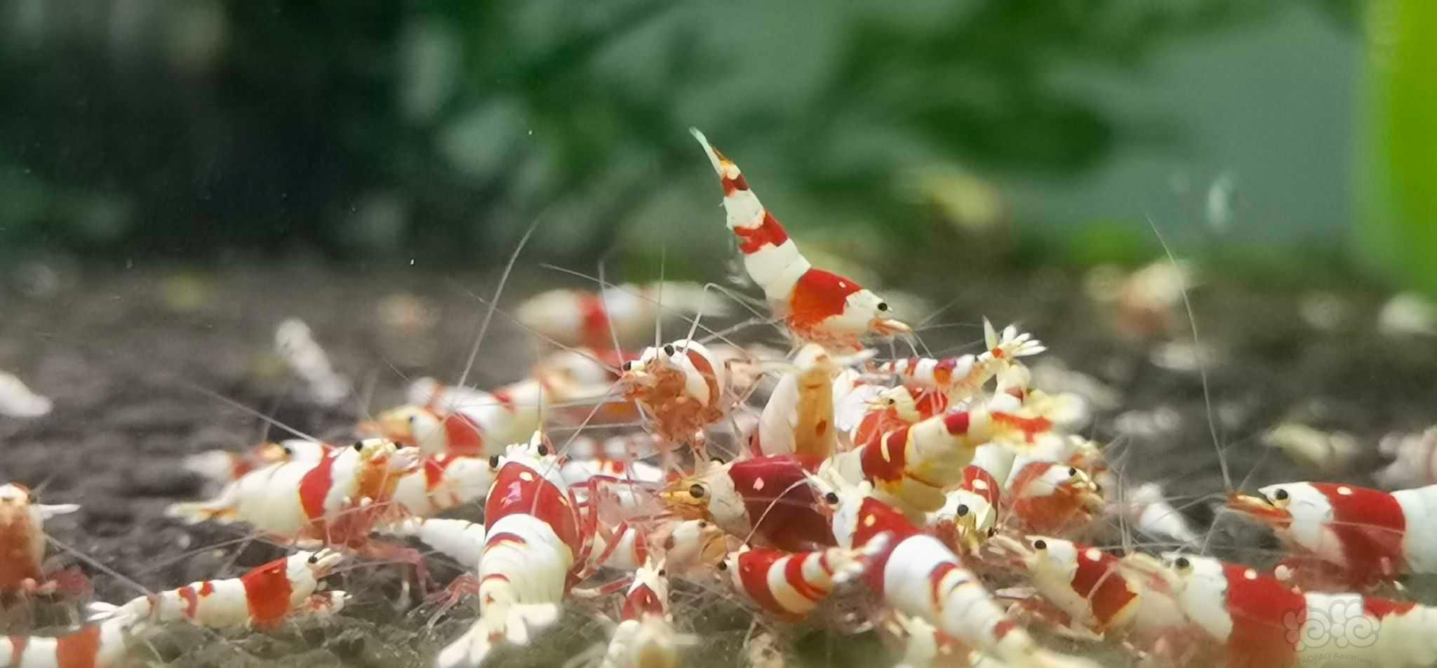 【水晶虾】北京出纯血红白，黑白水晶虾-图1