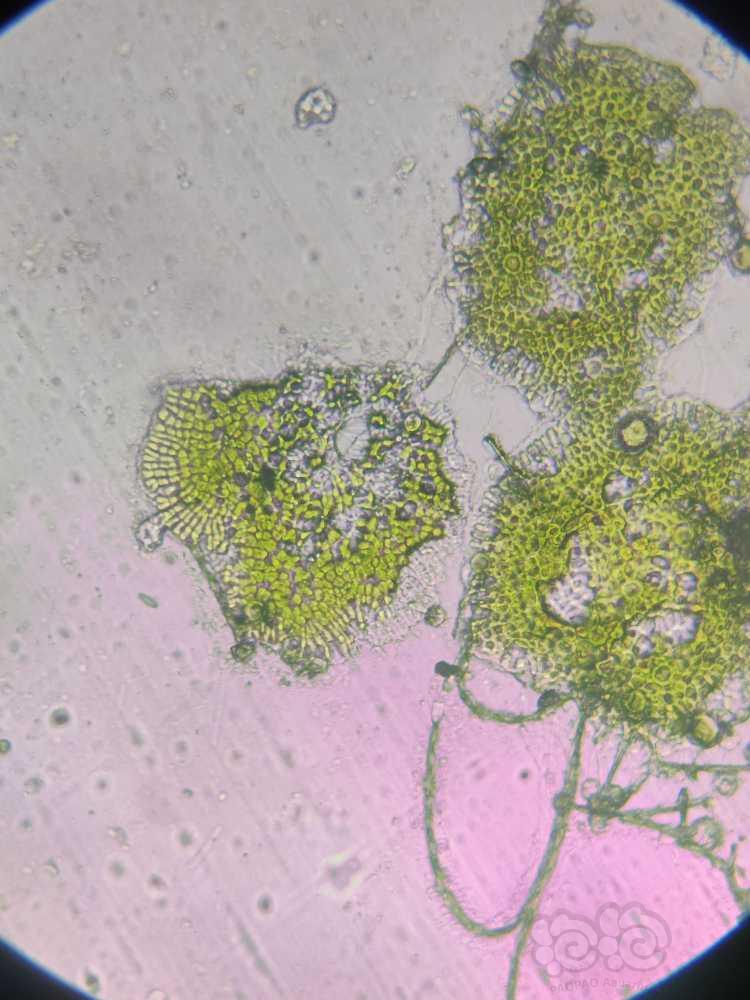 显微镜下的水藻（绿斑藻）-图3