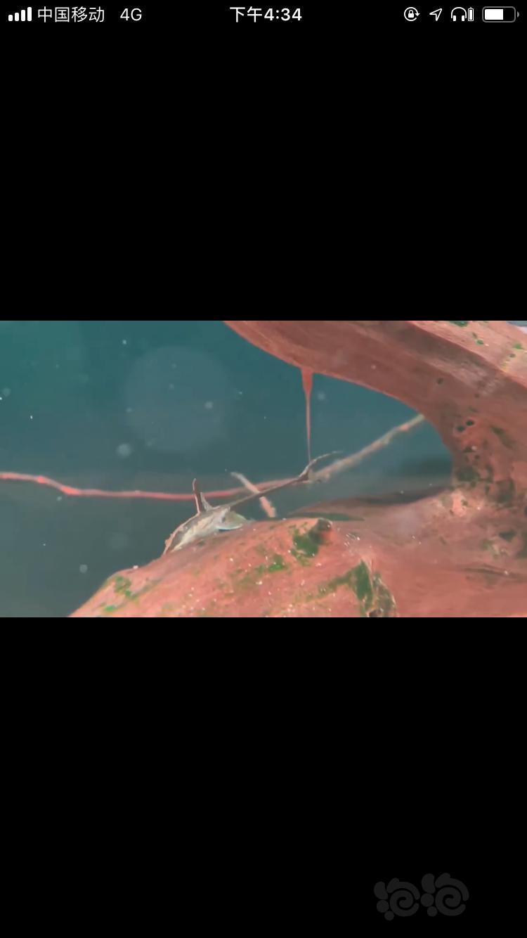 皇冠直升机和红蜻蜓直升机饲养—狂鱼-图2