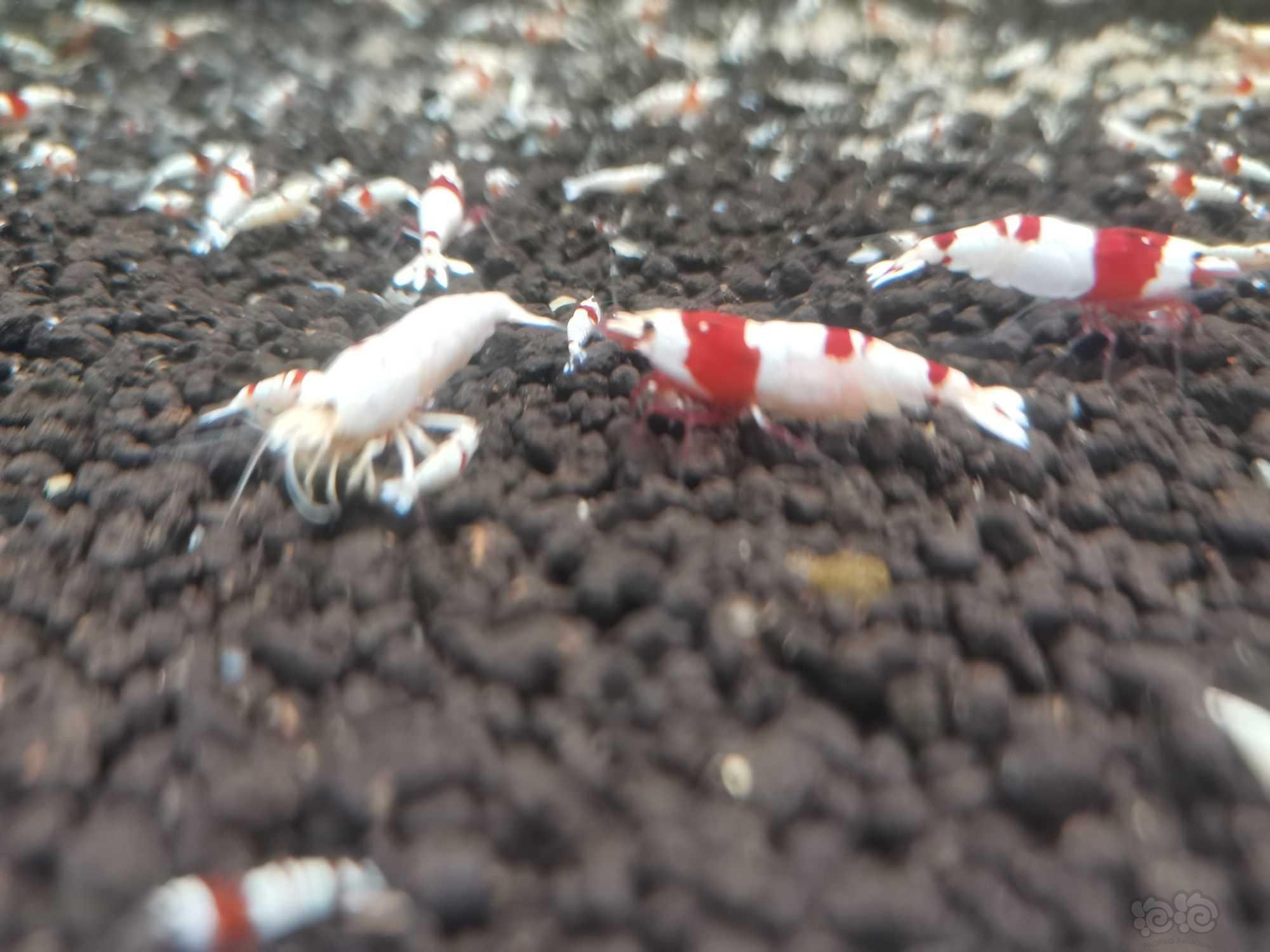 【水晶虾】出自养红白，红银河水晶虾-图5