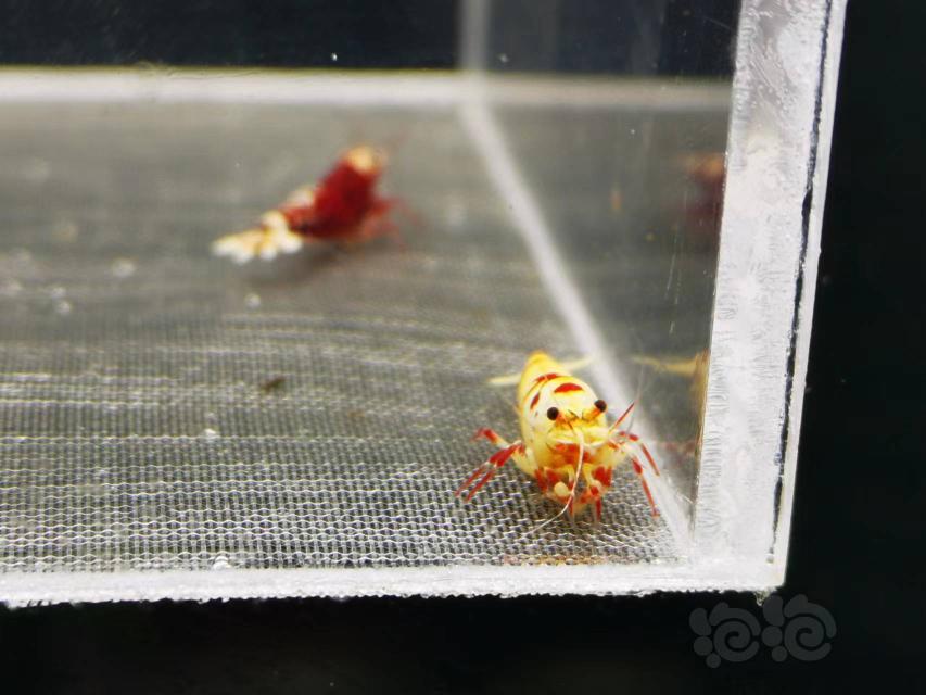 【虾】2022-4-26#RMB拍卖红花虎1公2母-图2