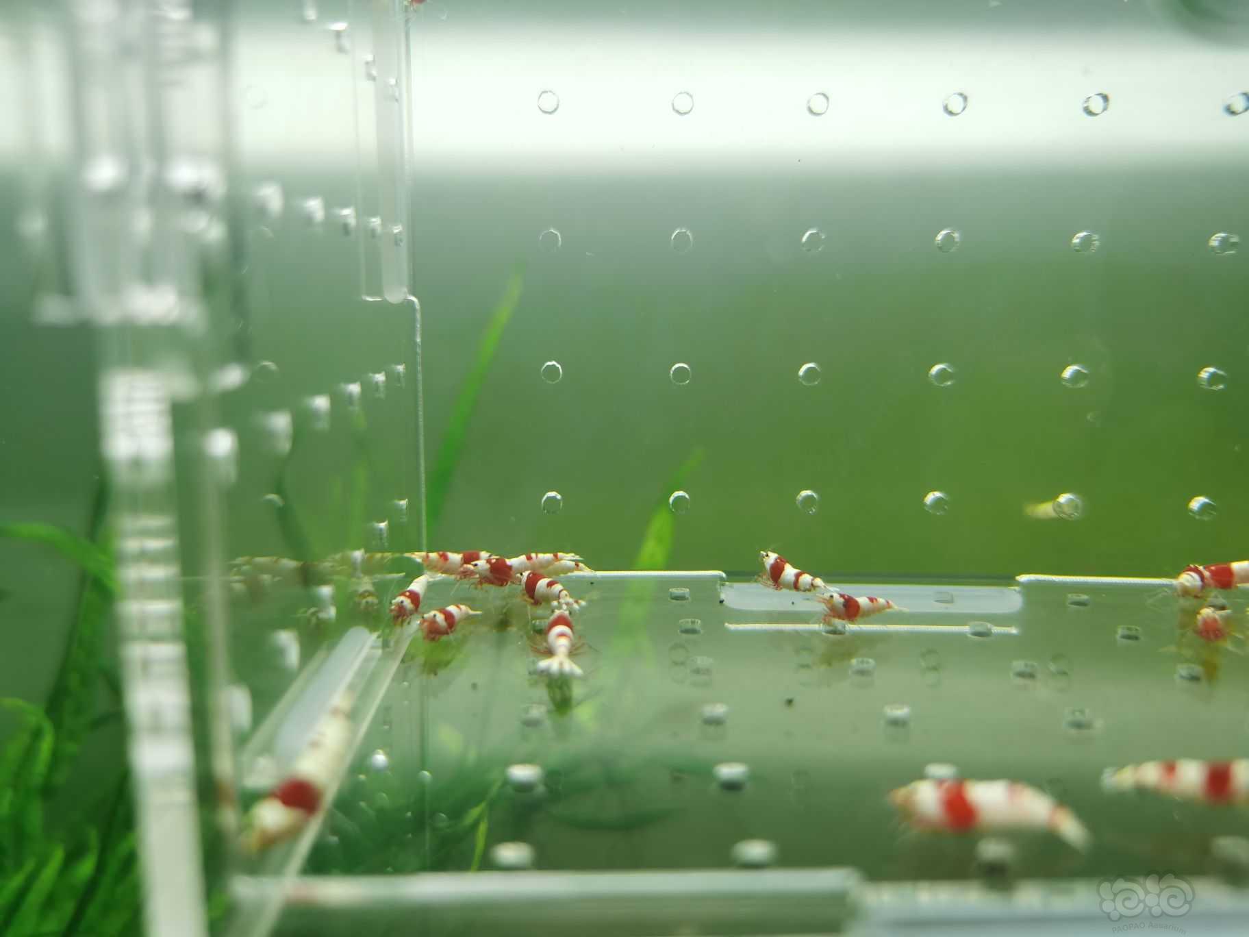 【水晶虾】出一份25只红白小虾-图5