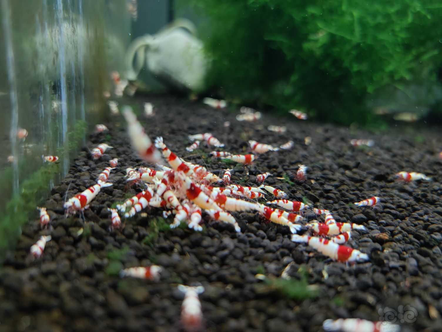 【水晶虾】出售红白水晶虾-图1