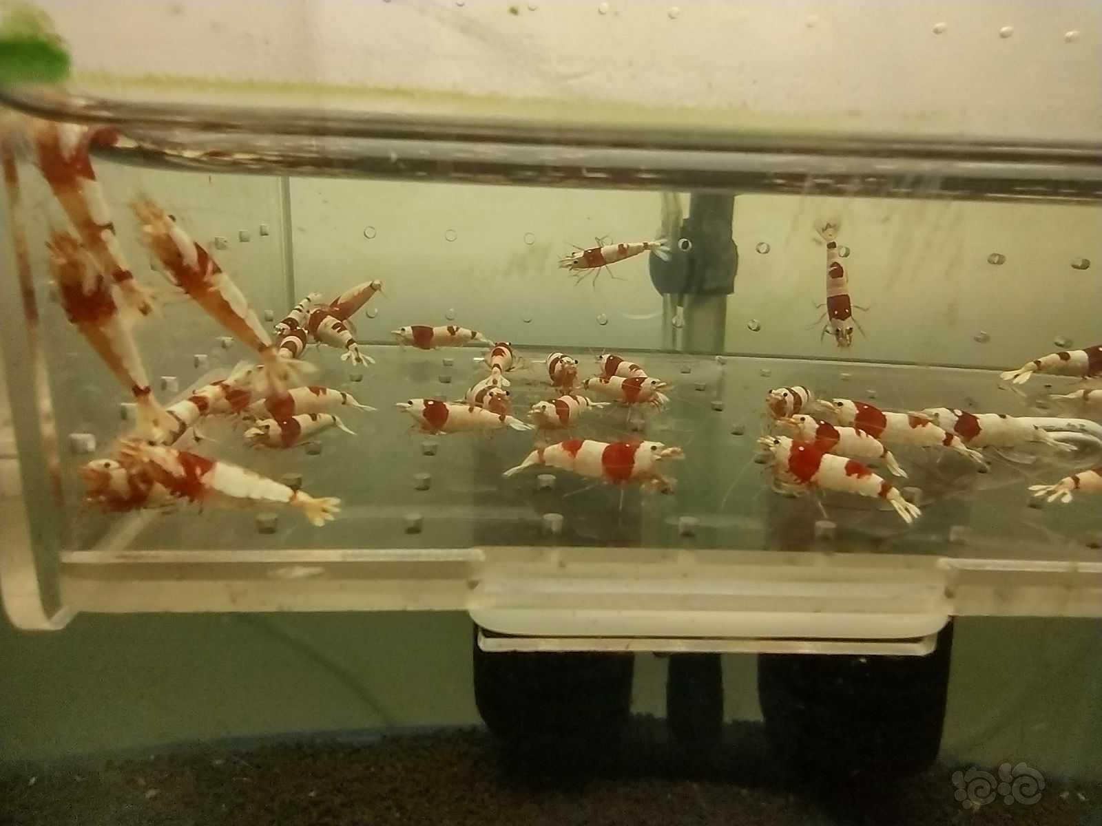 【水晶虾】出一些红白-图4