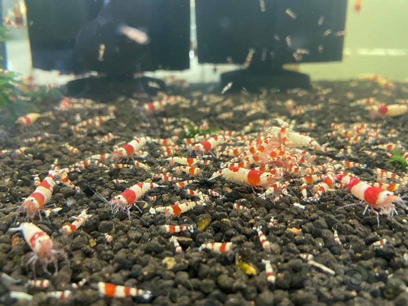 【水晶虾】自己繁殖的红白水晶虾苗-图2
