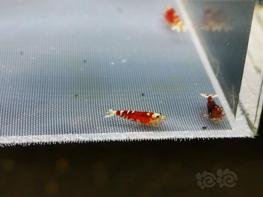 【虾】2022-4-26#RMB拍卖Mars血统的红宝石花虎苗7只-图5