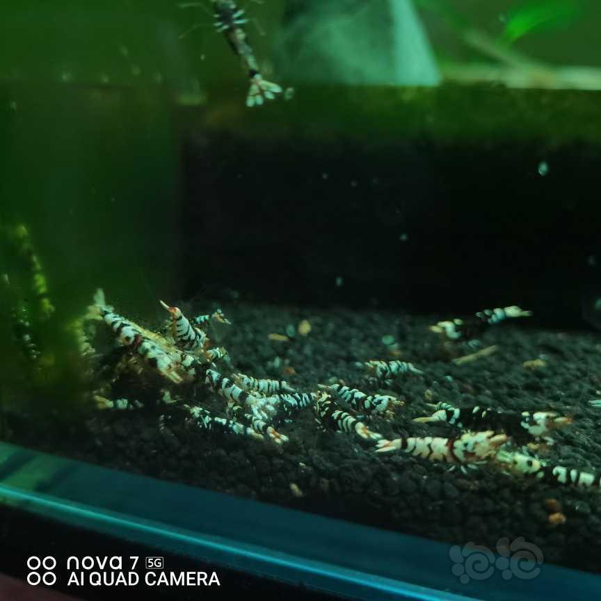 【水晶虾】出黑花虎-图2