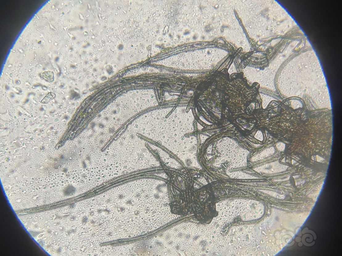 显微镜下的水藻（黑毛藻）-图3