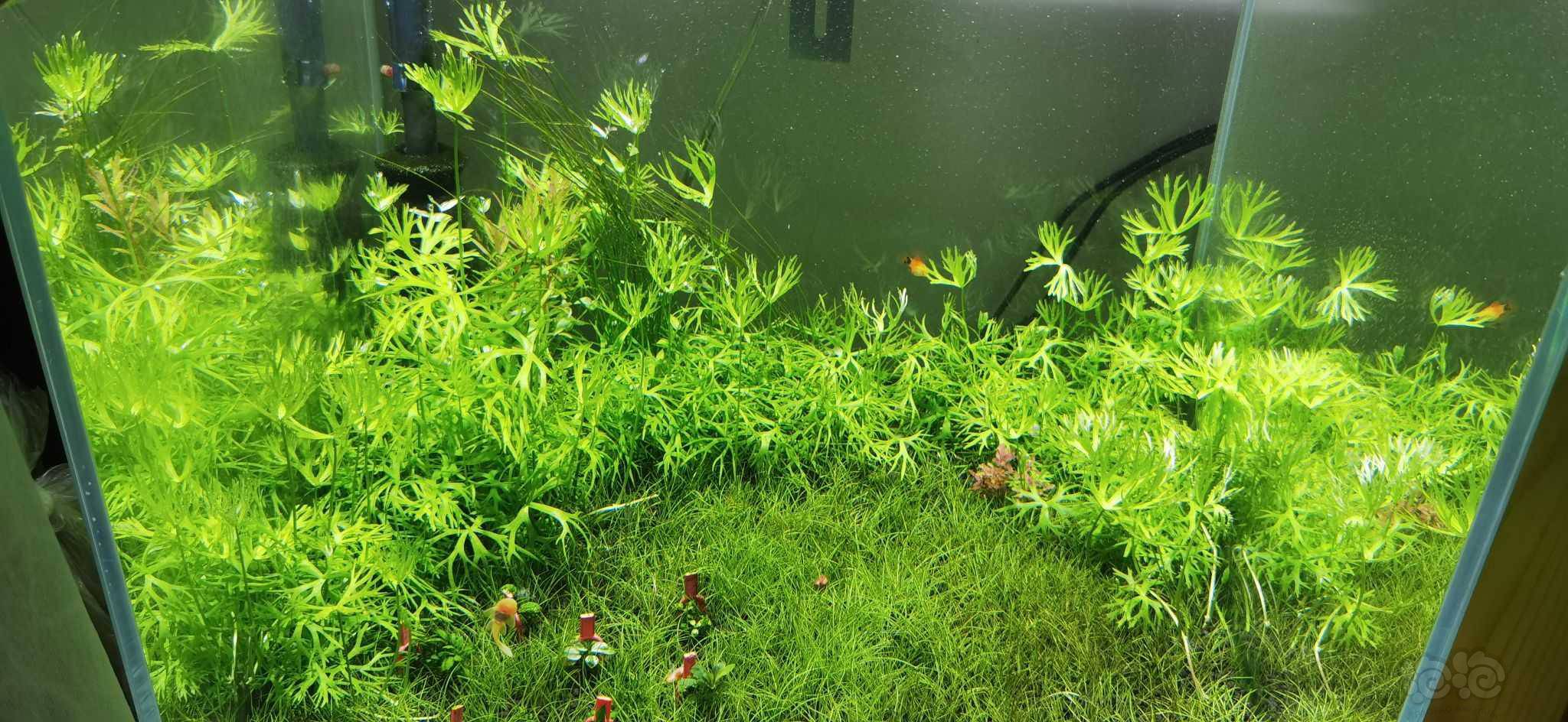 鹿角矮珍珠蝴蝶红莓