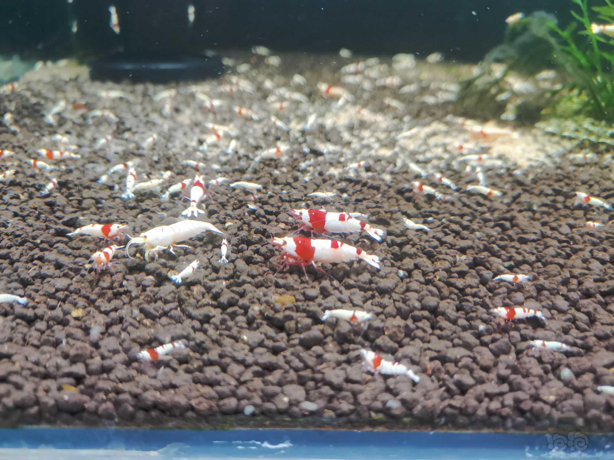 【水晶虾】出自养红白，红银河水晶虾-图4
