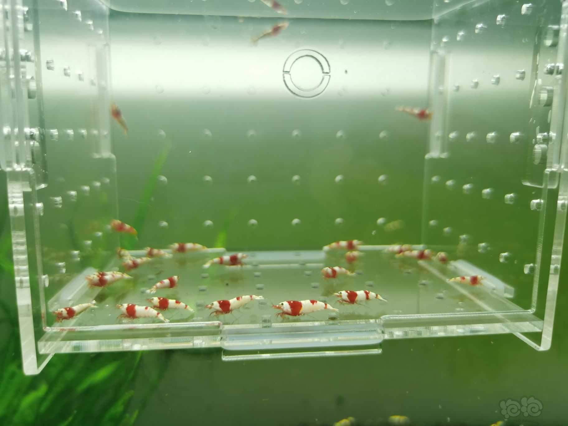 【水晶虾】出一份25只红白小虾-图3
