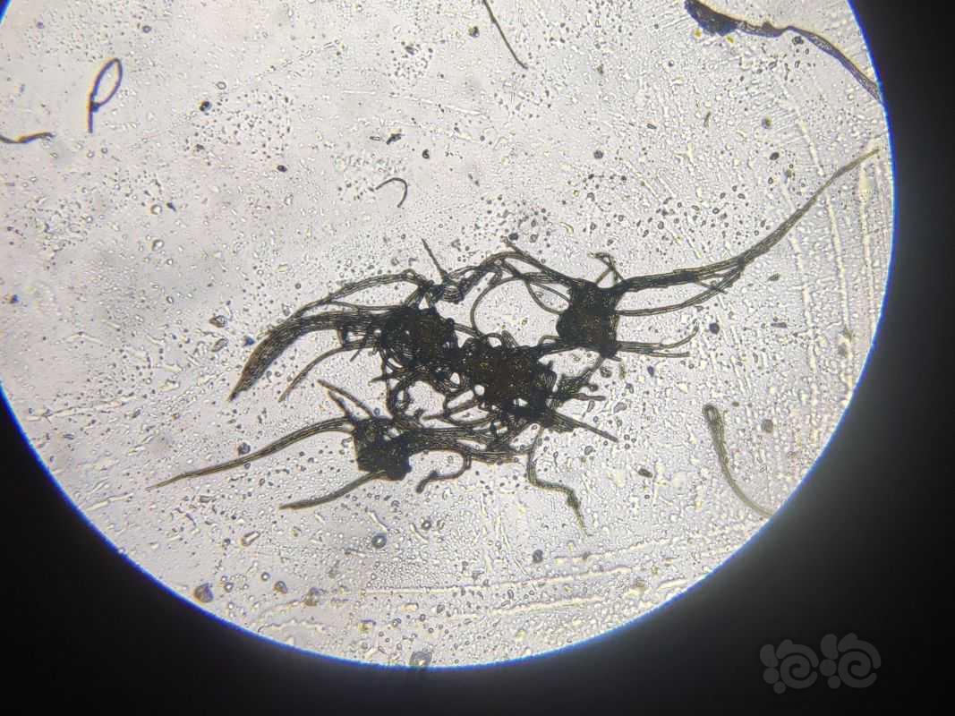 显微镜下的水藻（黑毛藻）-图2