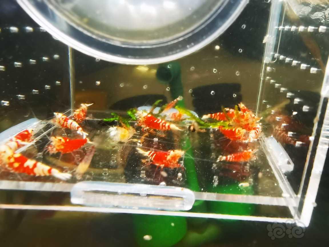 【水晶虾】便宜出练手太极红花虎水晶虾-图1