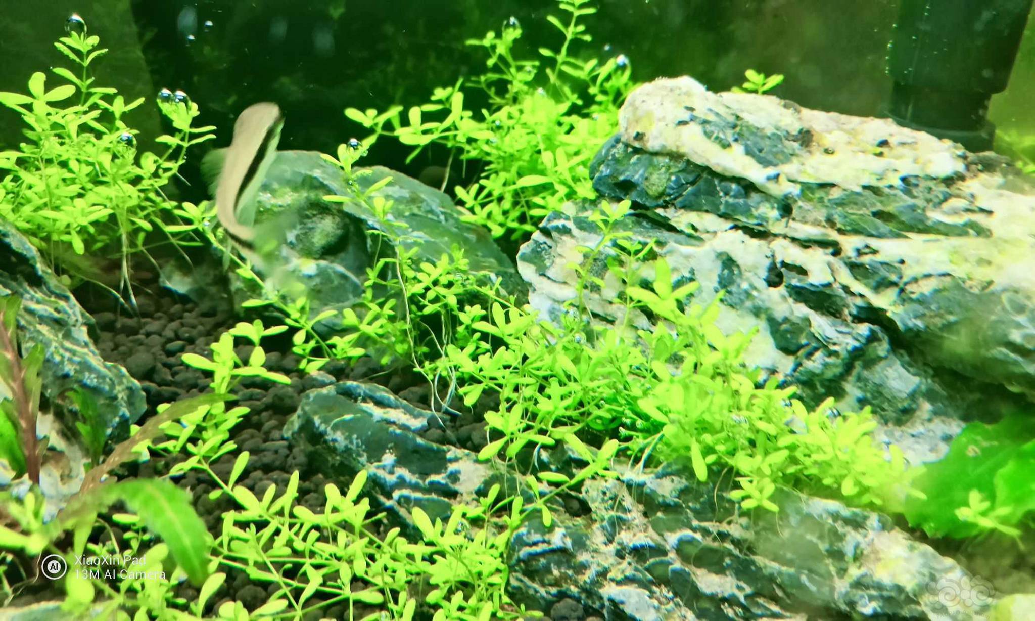 转水不知名水草 泡泡水族