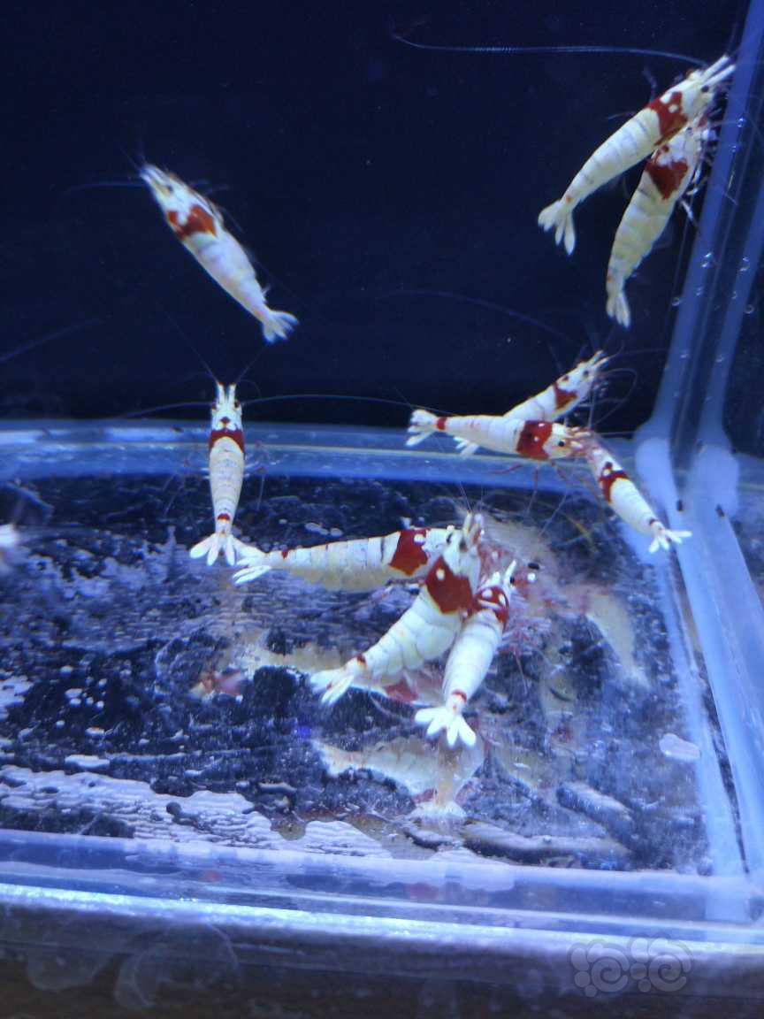 【水晶虾】出红白水晶虾成年虾（辉煌，白躯）-图5