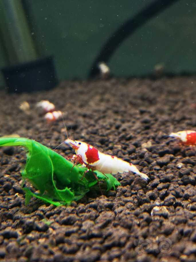 【水晶虾】清缸出红白水晶虾-图2