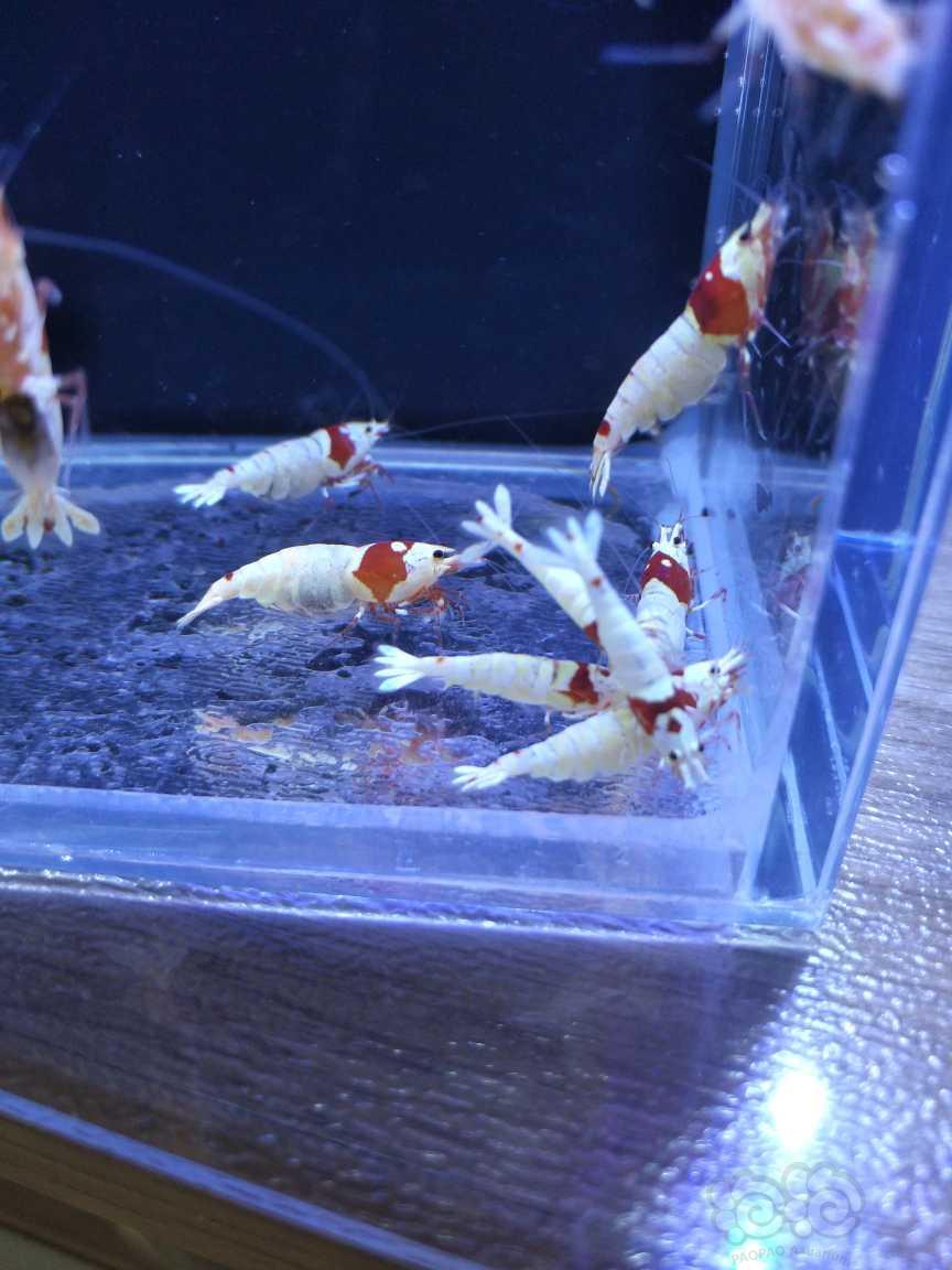 【水晶虾】出红白水晶虾成年虾（辉煌，白躯）-图2