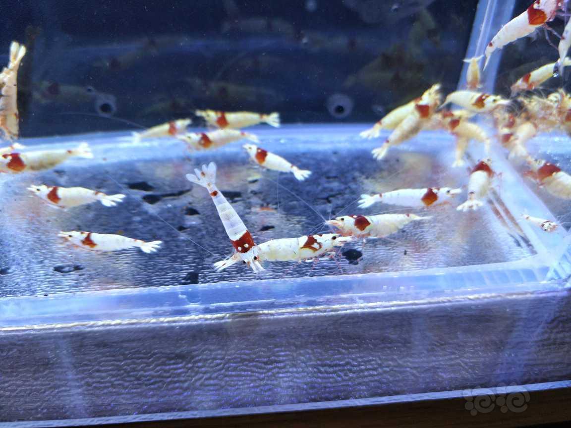 【水晶虾】出纯血红白水晶虾白蛆-图6