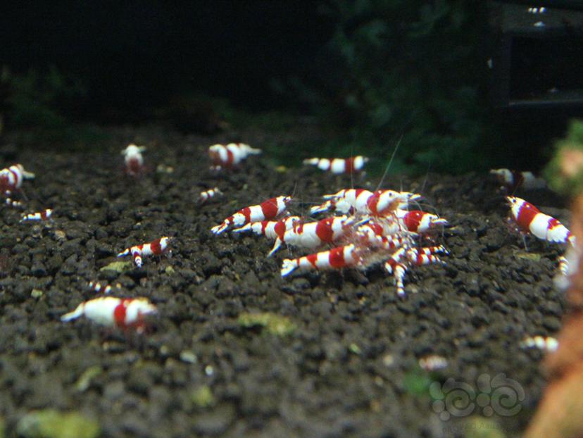 【水晶虾】红白小虾6-10元一只-图1
