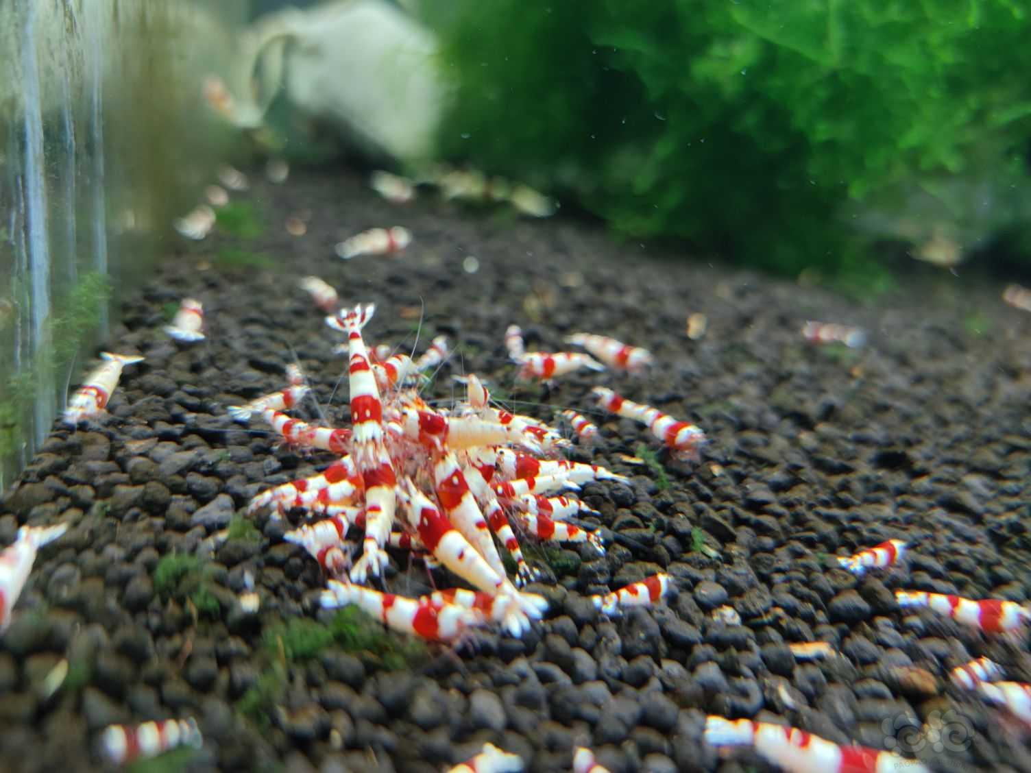 【水晶虾】出售红白水晶虾-图2