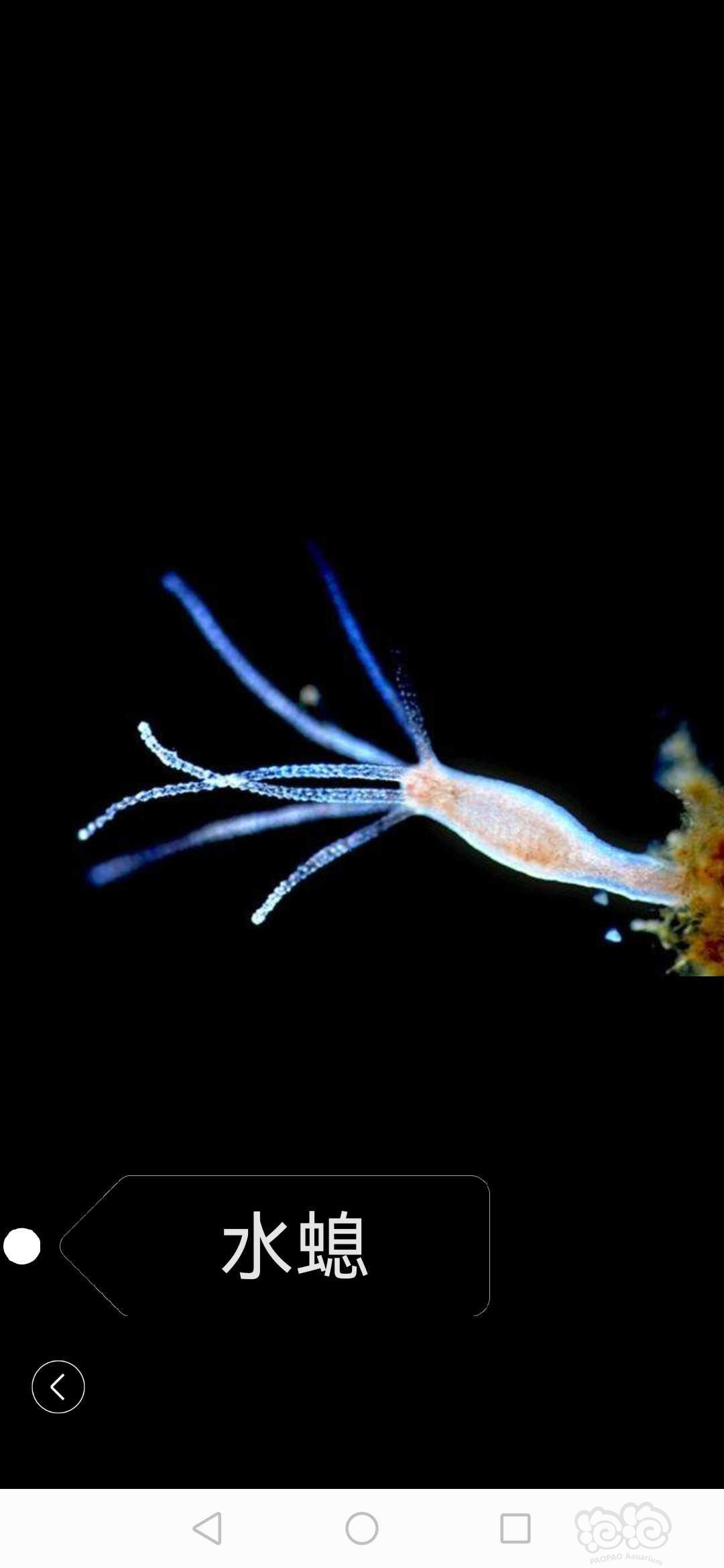 关于水晶虾缸养殖期间常见的一些虫害及个人见解-图3