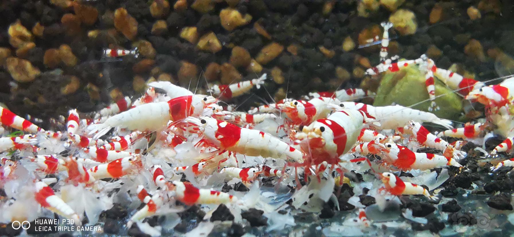 乌鲁木齐出红白水晶虾-图3