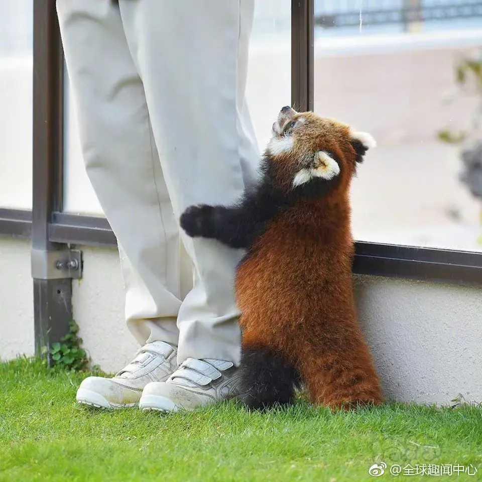 小熊猫求抱抱被拒后，直接当场抑郁了-图1