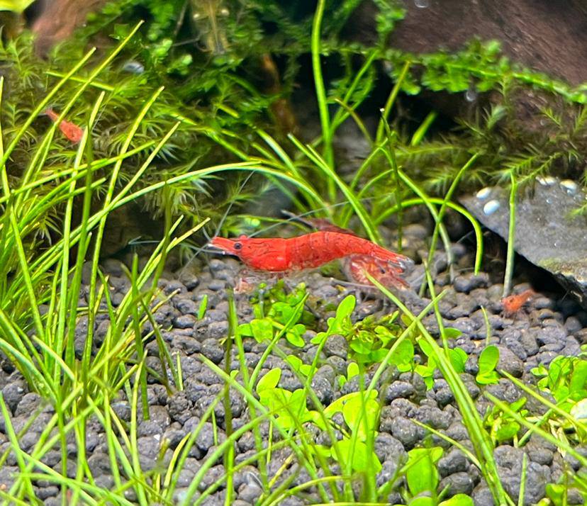 小虾小小虾小小小虾