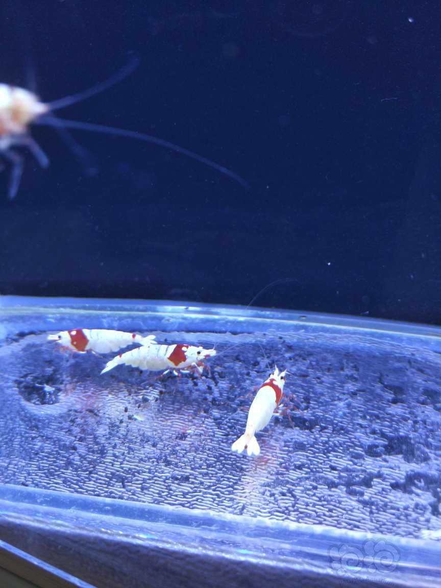 【水晶虾】出红白水晶虾成年虾（辉煌，白躯）-图7