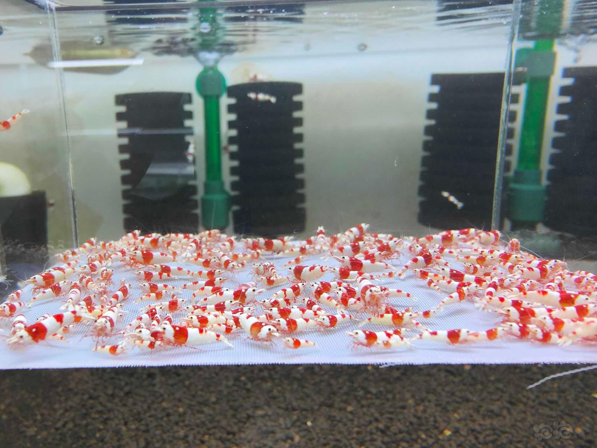 【水晶虾】出纯血红白-图9