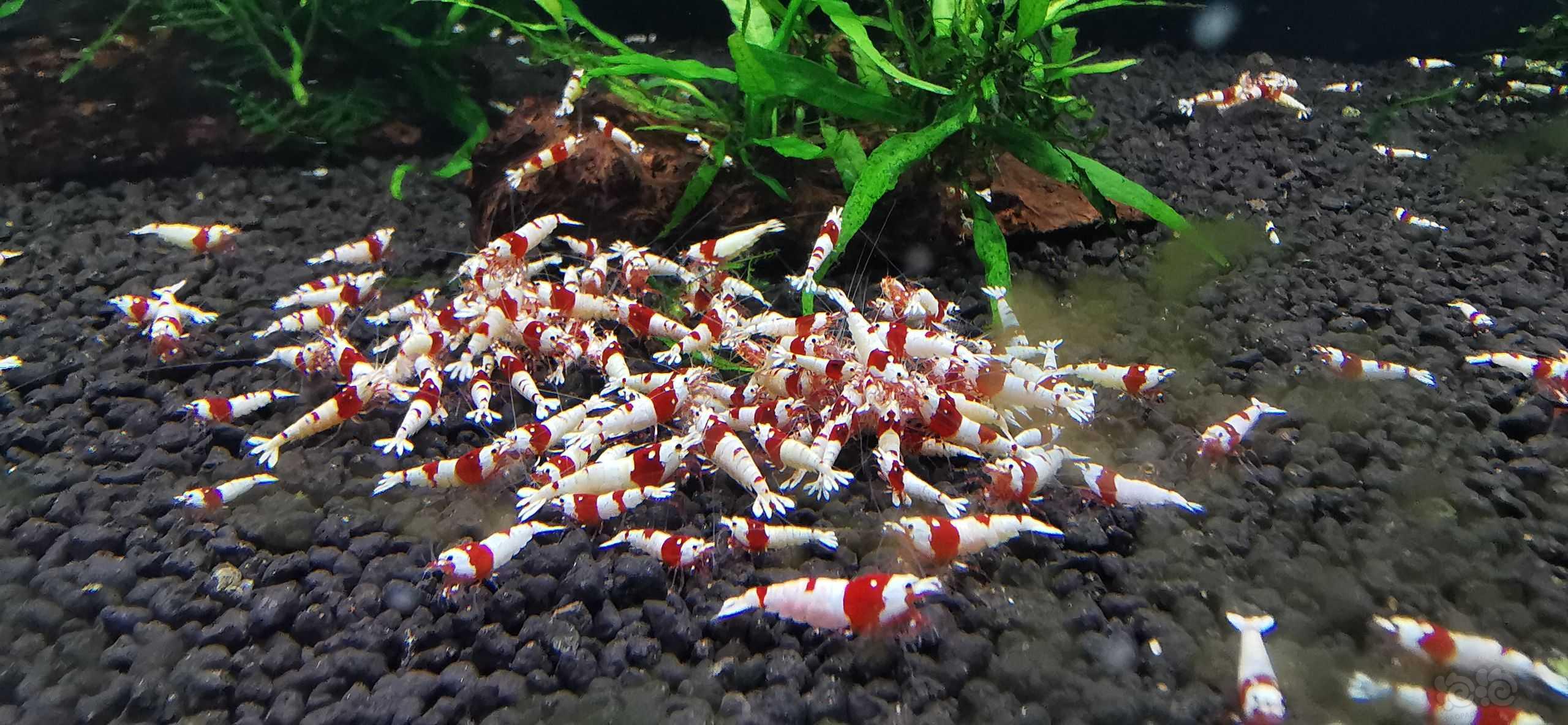 【水晶虾】红白水晶虾-图1