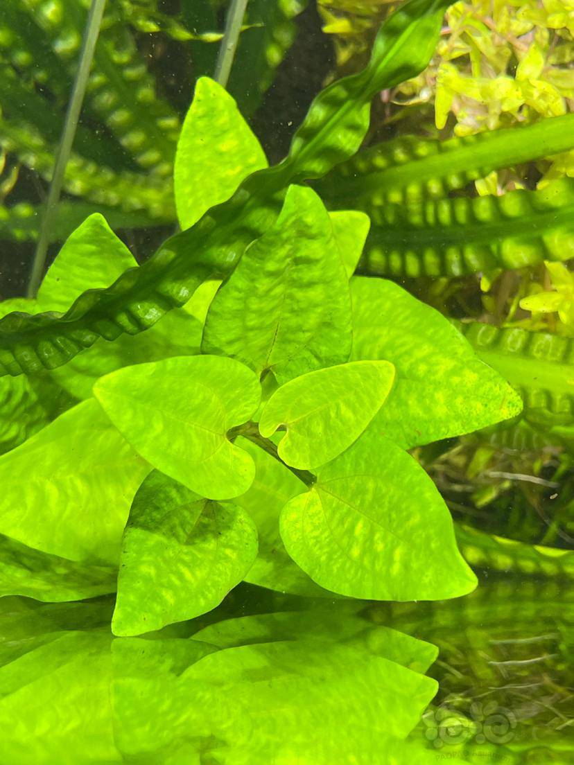 苏奴水草(中后景水草)-图1