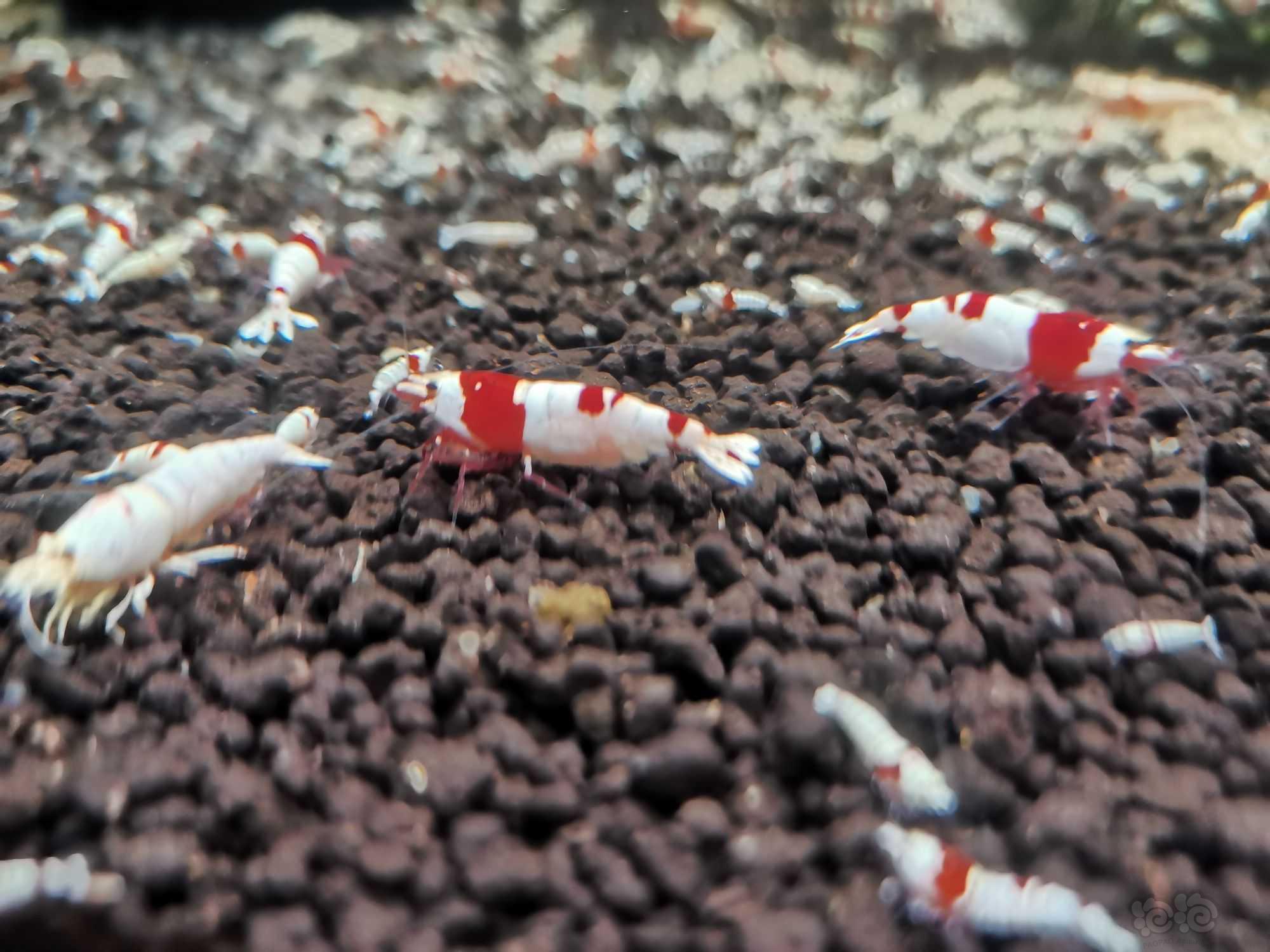 【水晶虾】出自养红白，红银河水晶虾-图6