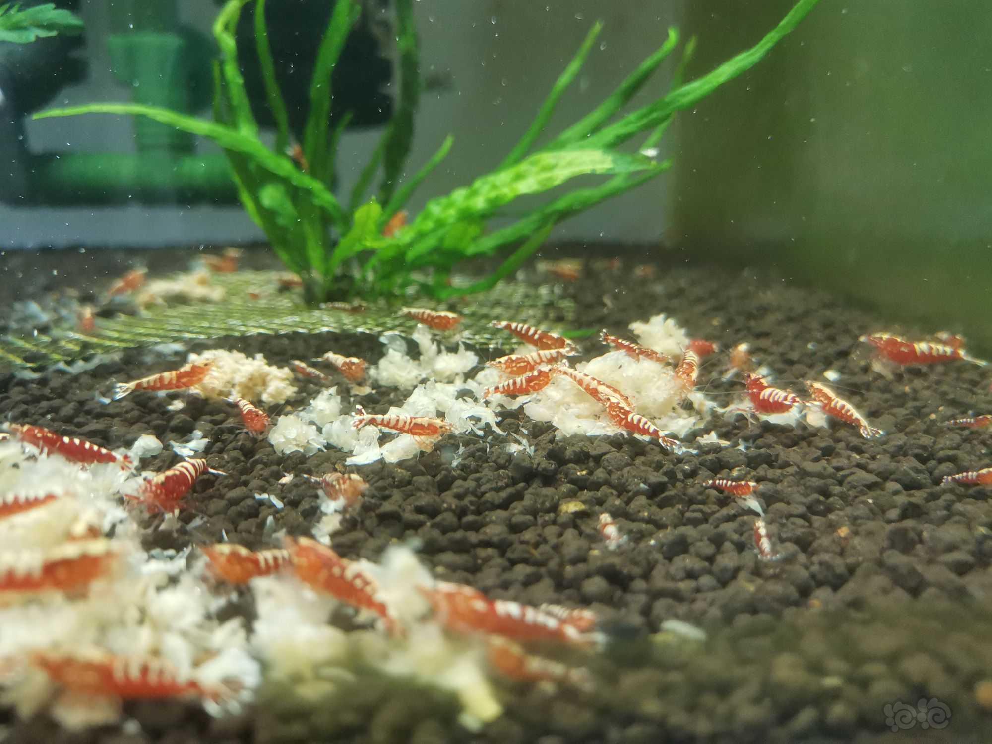 【水晶虾】出自养红白，红银河水晶虾-图9