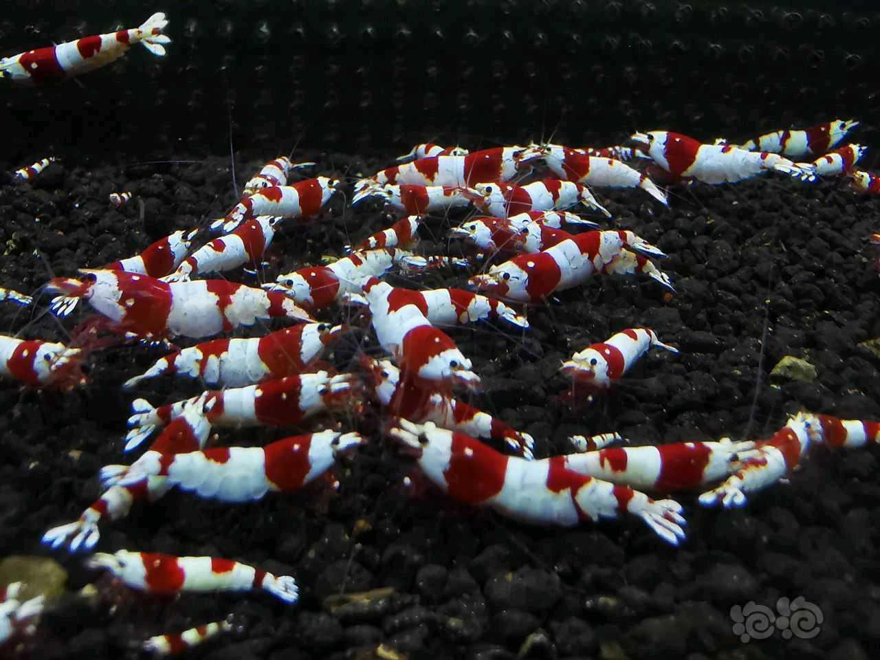 【水晶虾】江苏附近清缸出太极红花虎、红白-图5