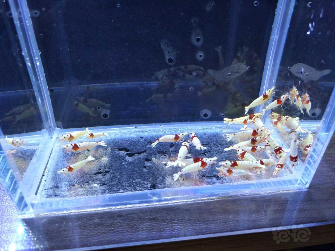 【水晶虾】出纯血红白水晶虾白蛆-图4