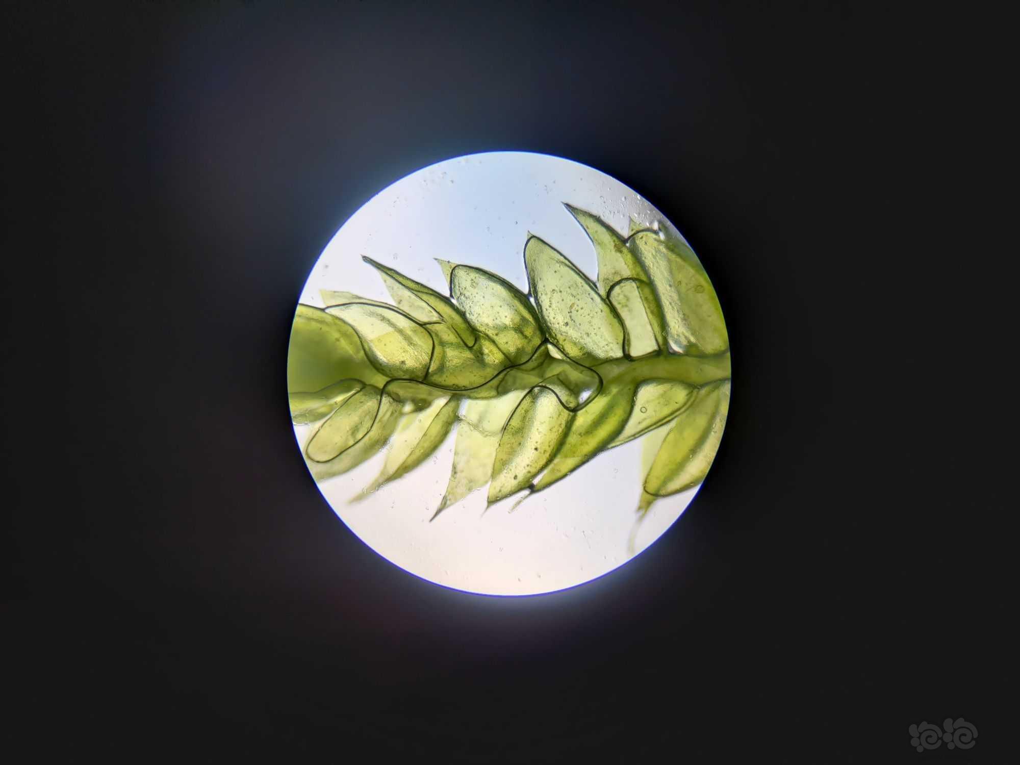 显微镜下的水草（三角莫斯？）-图2