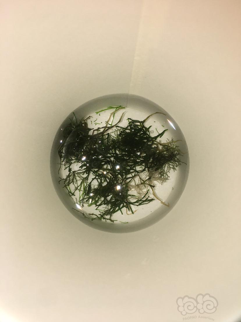 二氧化氯除藻实验-图6